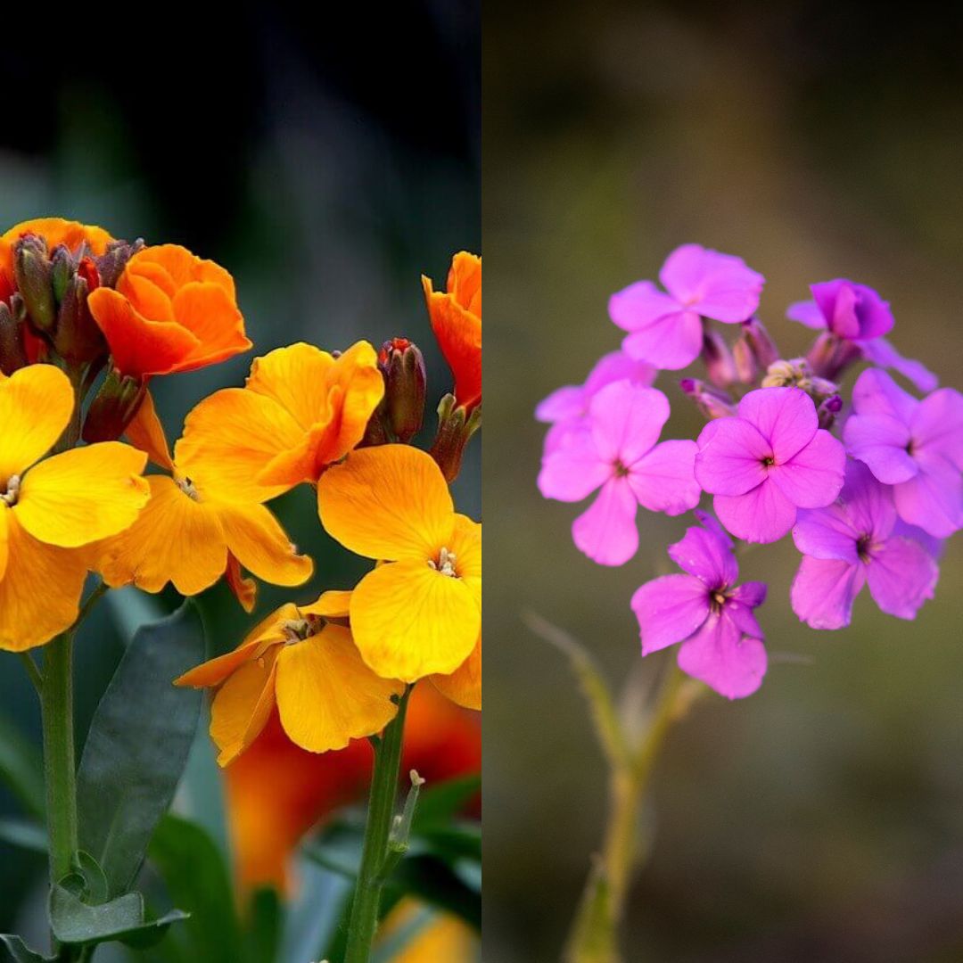 Wallflower Seed Mix | Circle Farms Seeds Canada