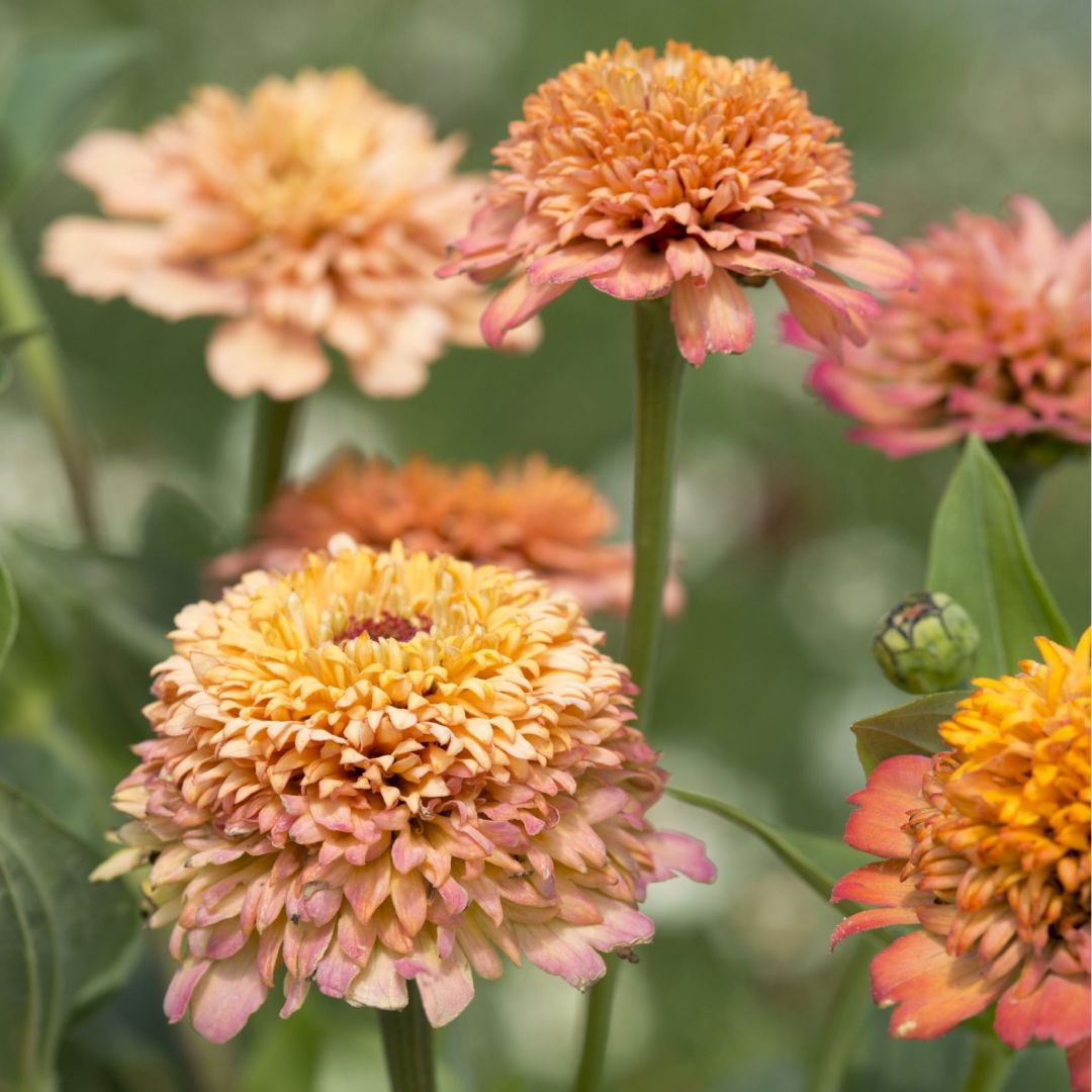 Zinnia Seeds - Cresto Peachy Pink