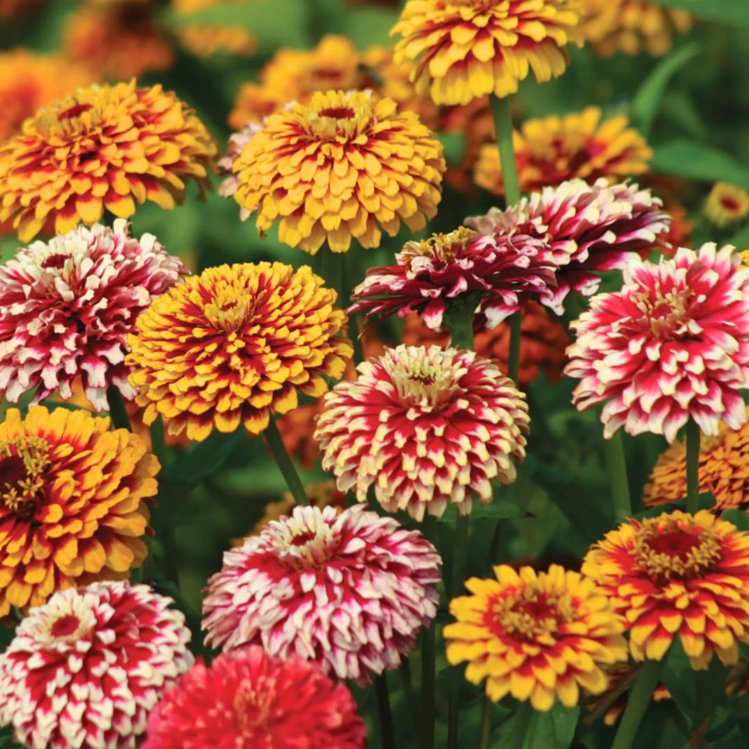 Zinnia Seeds - Salsiando Mix