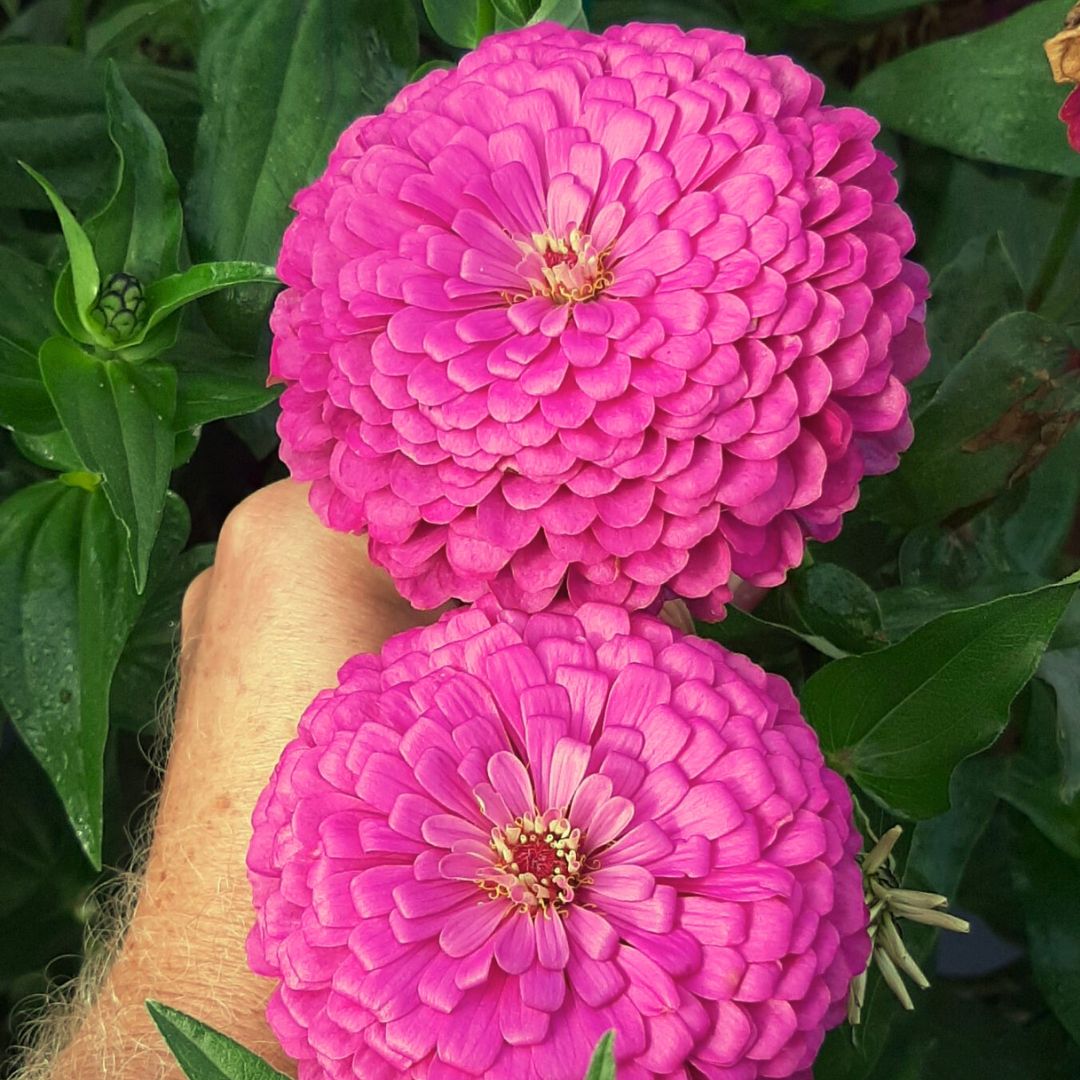 Zinnia Seeds - Benary Giant Lilac