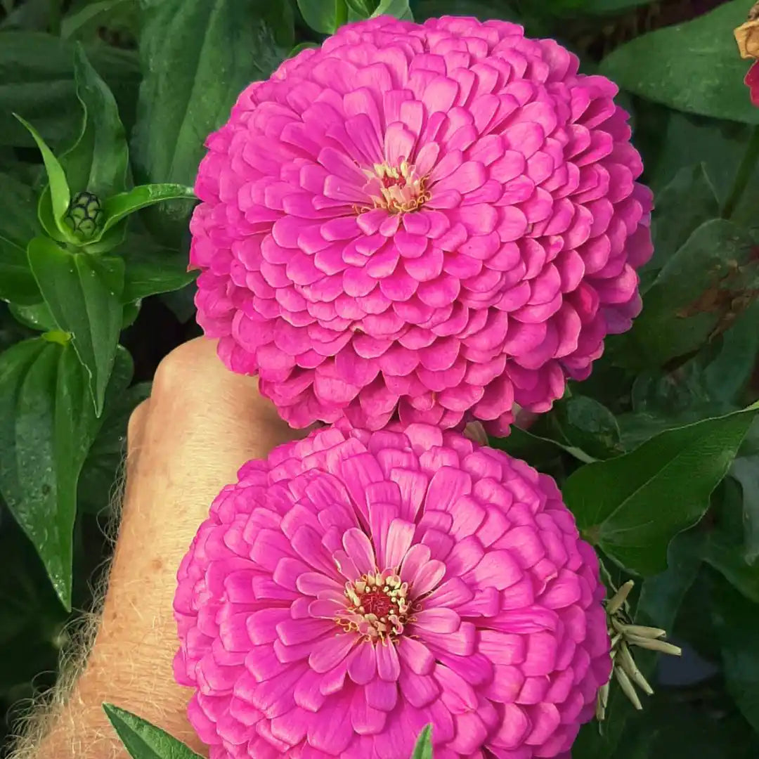 Zinnia Seeds - Benary Giant Lilac