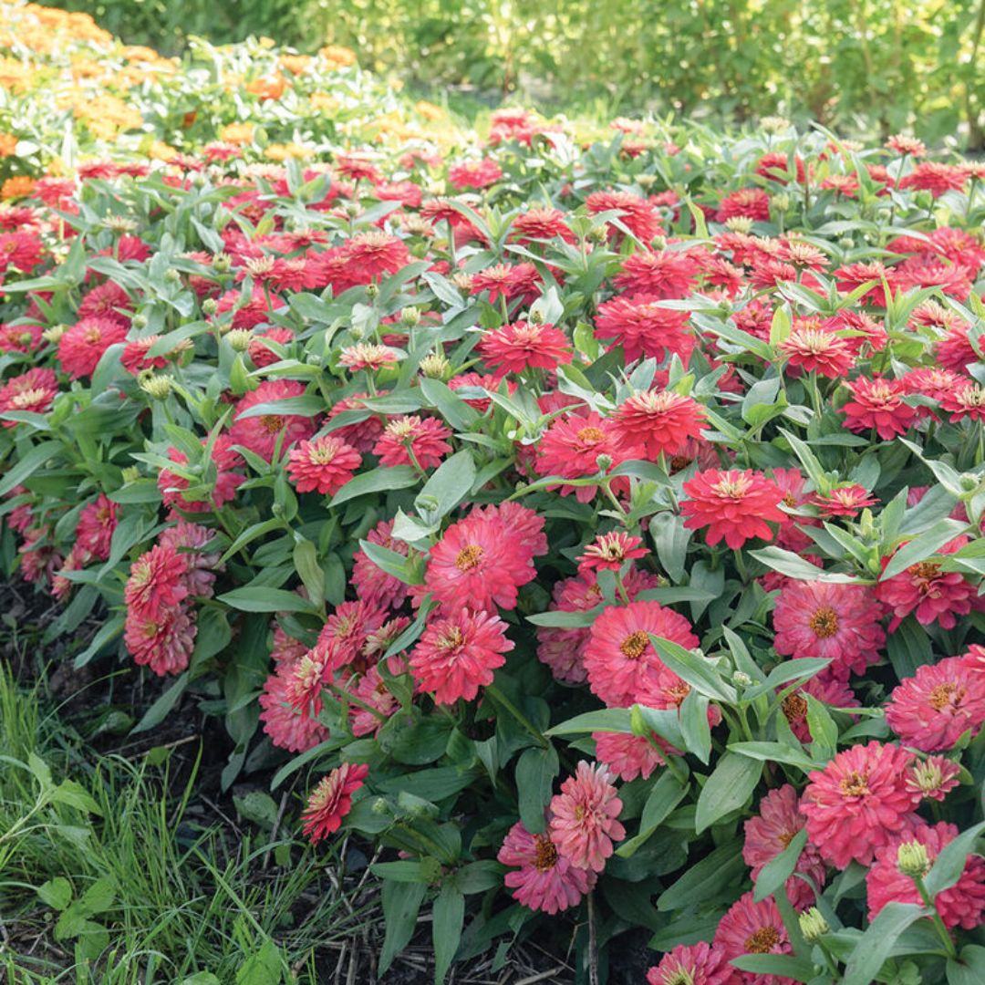 Zinnia Seeds - Dwarf Double Zahara Salmon