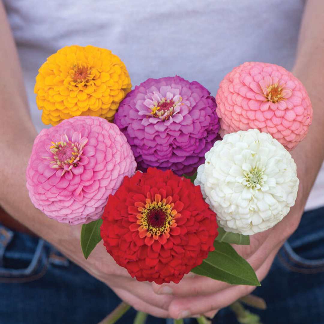 Zinnia Seeds - Oklahoma Formula Mix