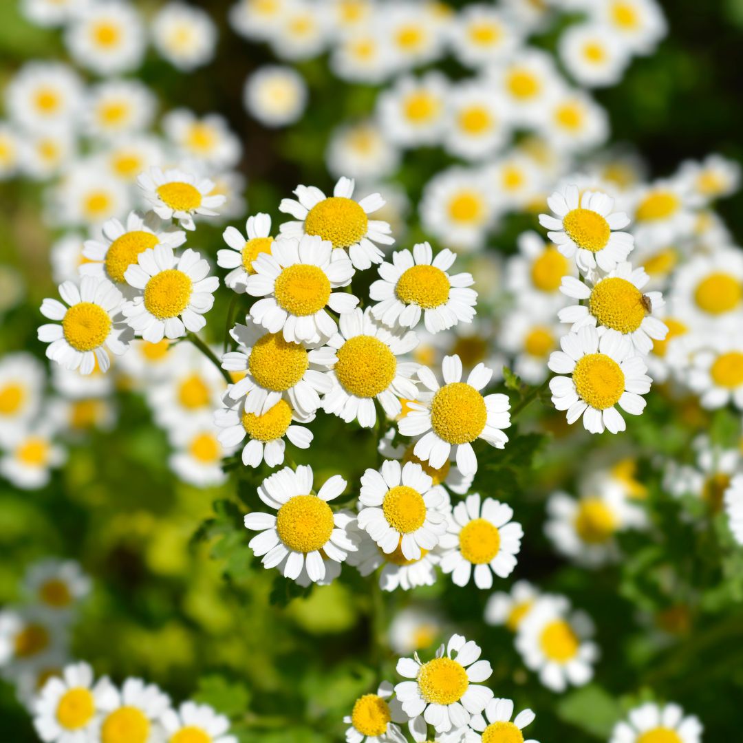 Feverfew Seeds (Organic)