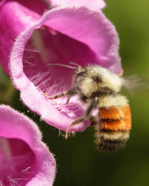 Foxglove Seeds - Purple Pink