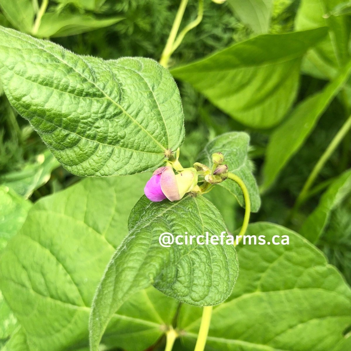 Dragons Tongue Bush Bean - Circle Farms seeds