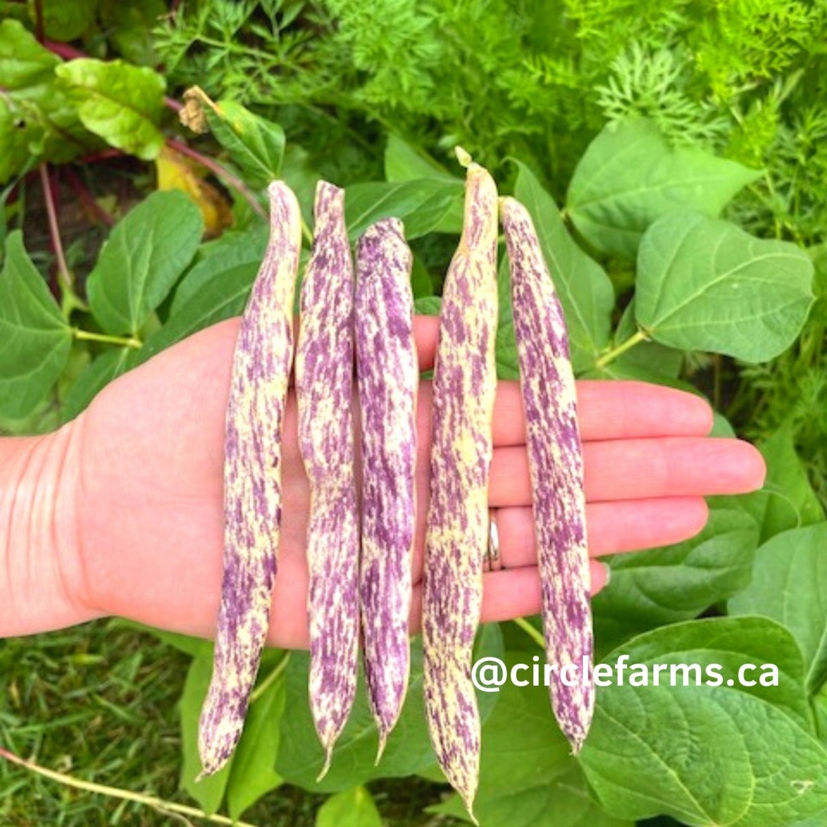 Dragons Tongue Bush Bean - Circle Farms seeds