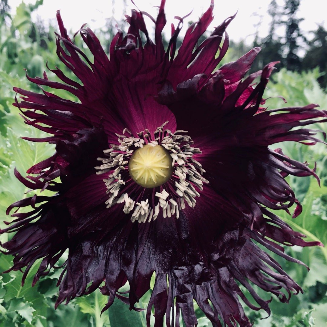 Black Swan Poppy Seeds - Annual - Circle Farms seeds
