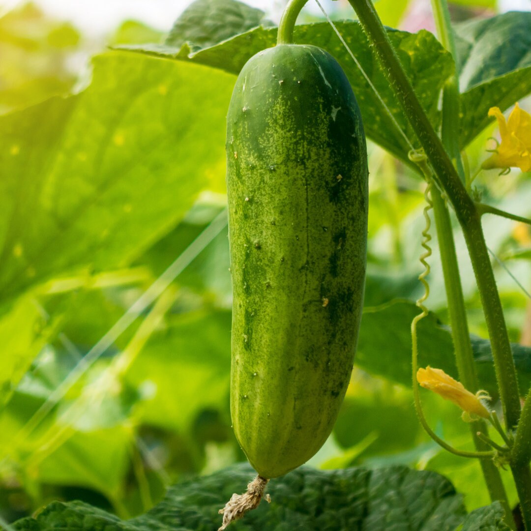 Cucumber - Pickling