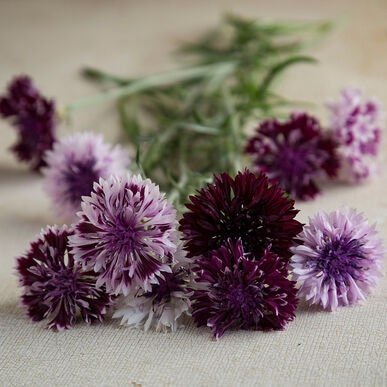 Classic Magic Bachelor's Buttons - Circle Farms seeds