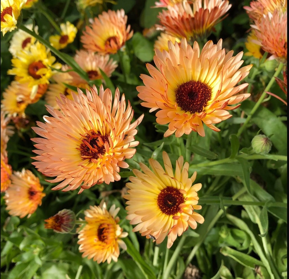 Calendula Seeds, Orange Flash - Circle Farms seeds