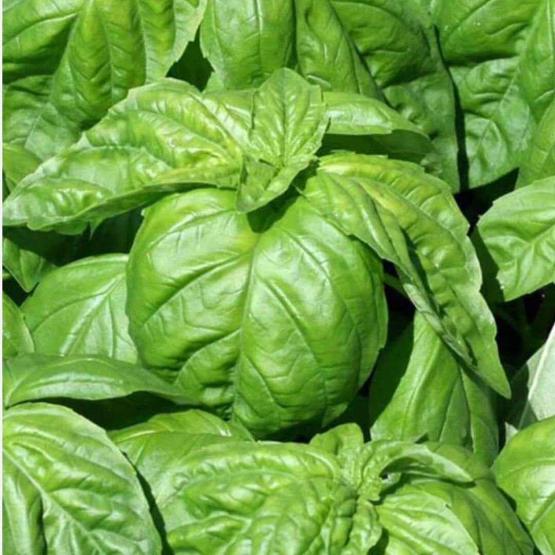 Basil - Giant Lettuce Leaf - Circle Farms seeds