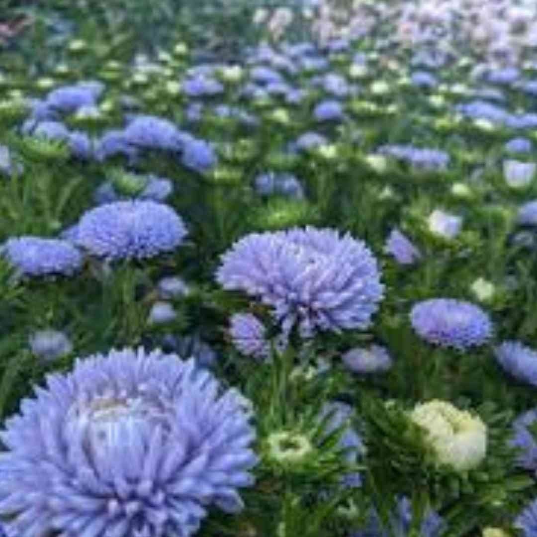 Aster - King Size Lady Lavender - Circle Farms seeds