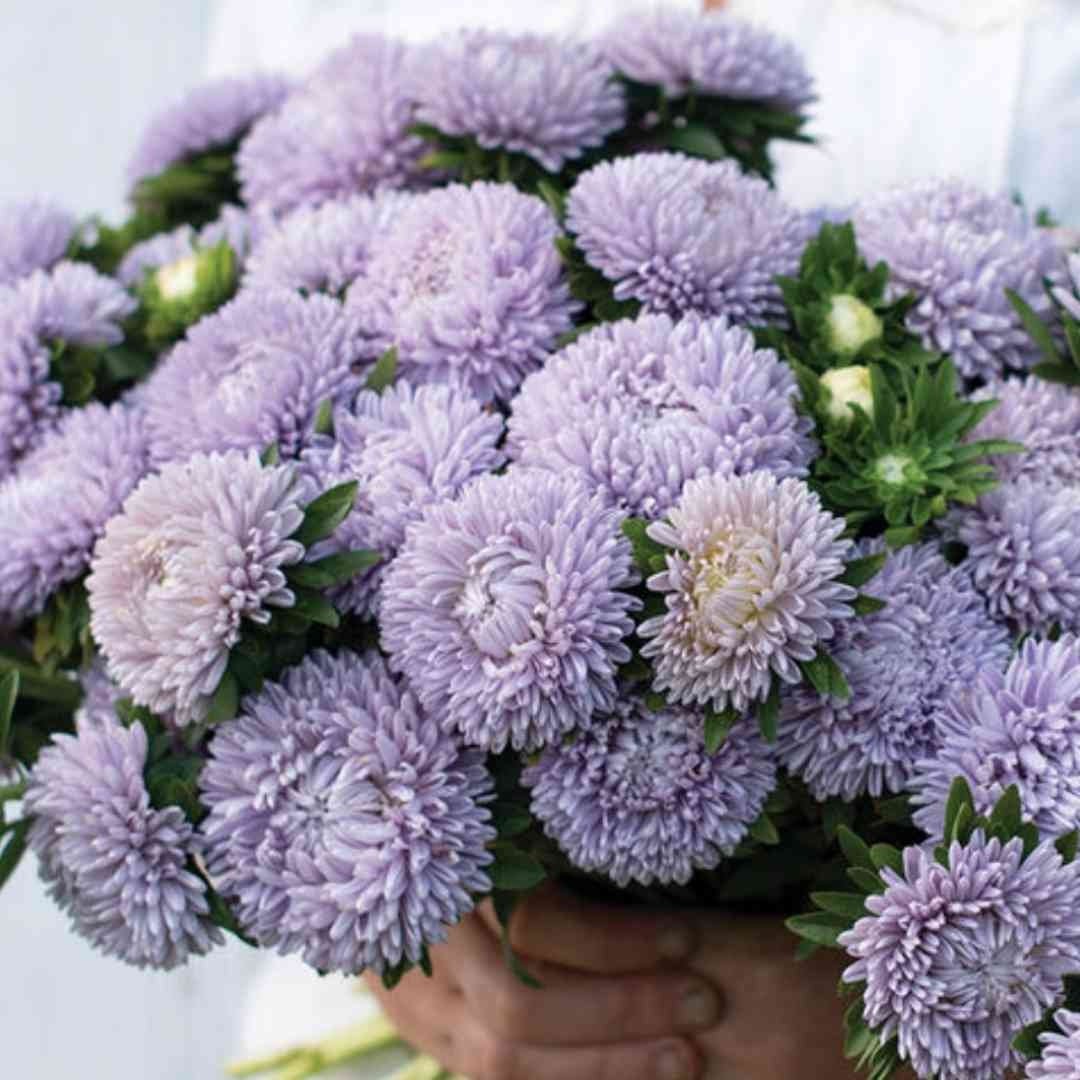 Aster - King Size Lady Lavender - Circle Farms seeds