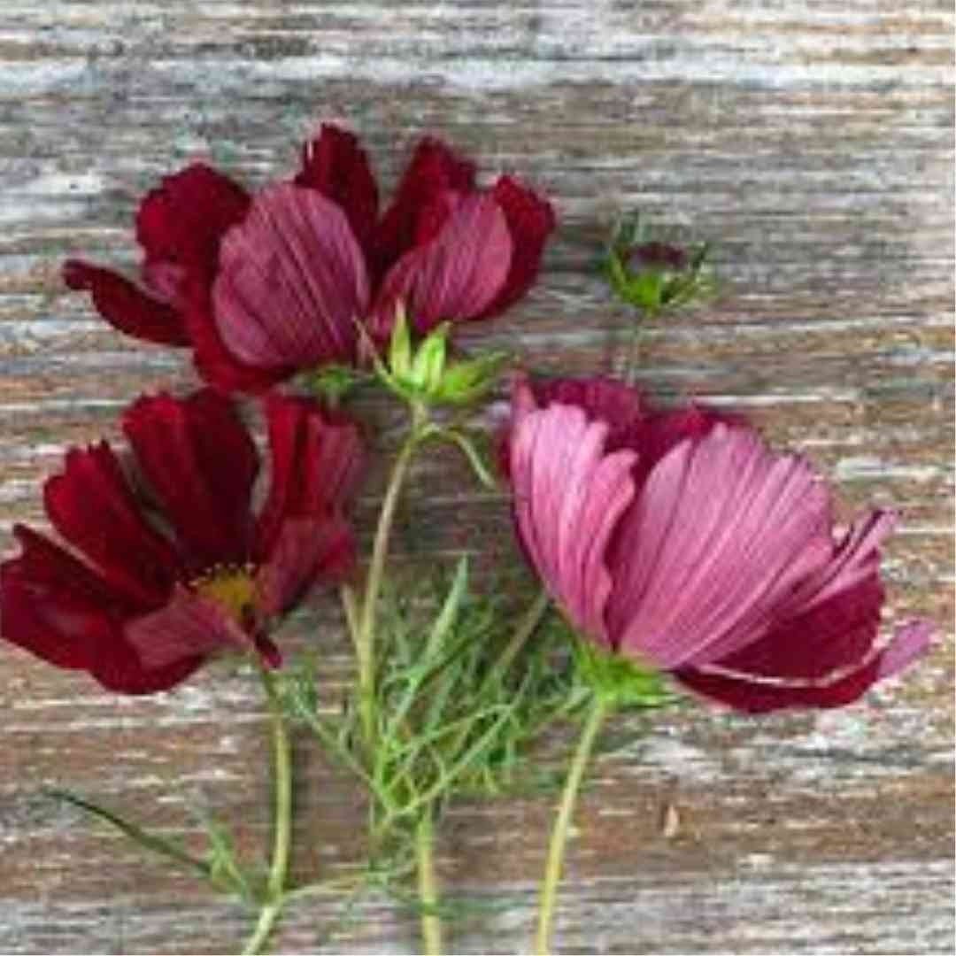 Cosmo - Rubenza - Circle Farms seeds