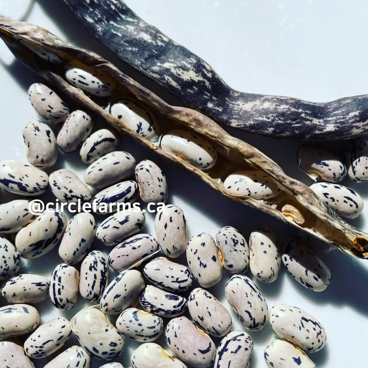 Dragons Tongue Bush Bean - Circle Farms seeds