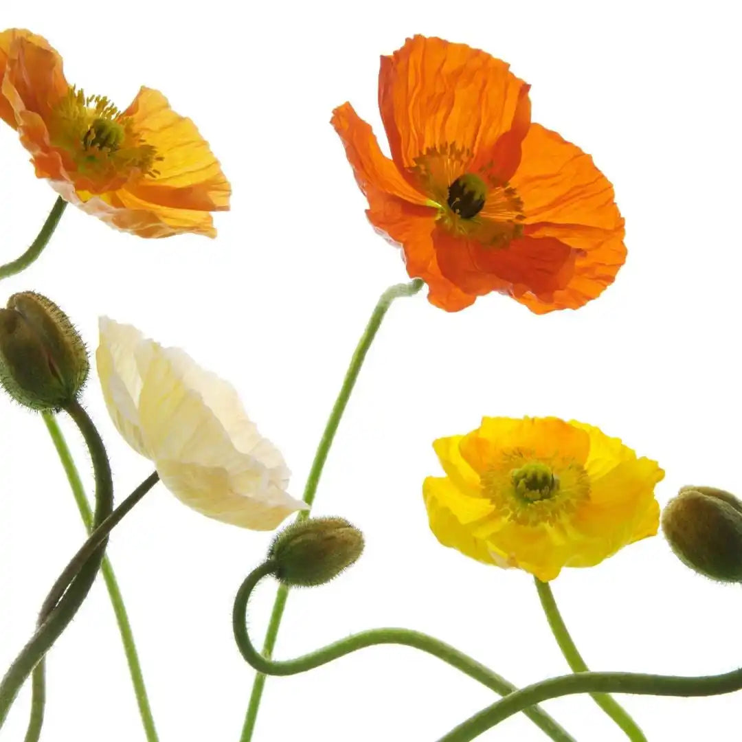 Poppy Seeds - Iceland