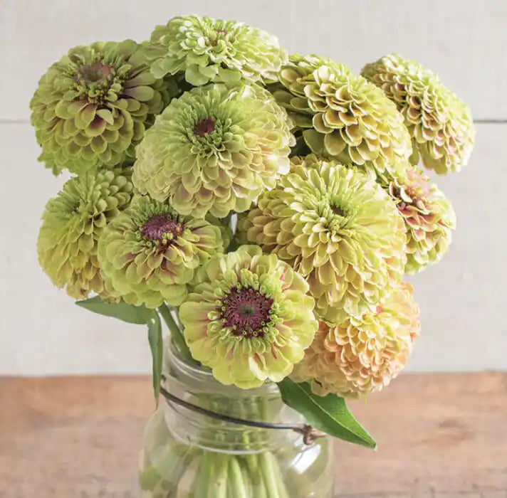 Zinnia Seeds - Queen Lime Blush