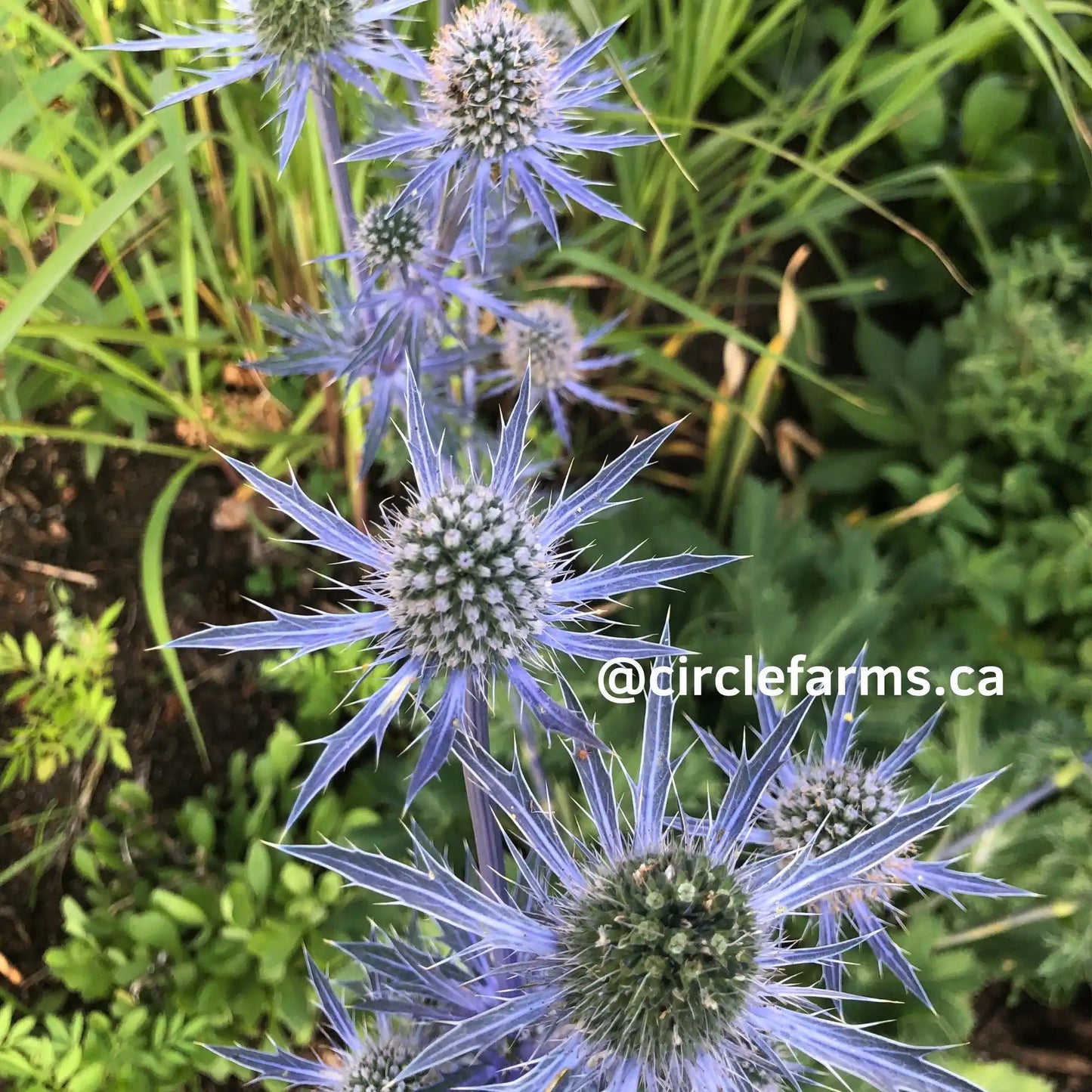 Sea Holly - Blue