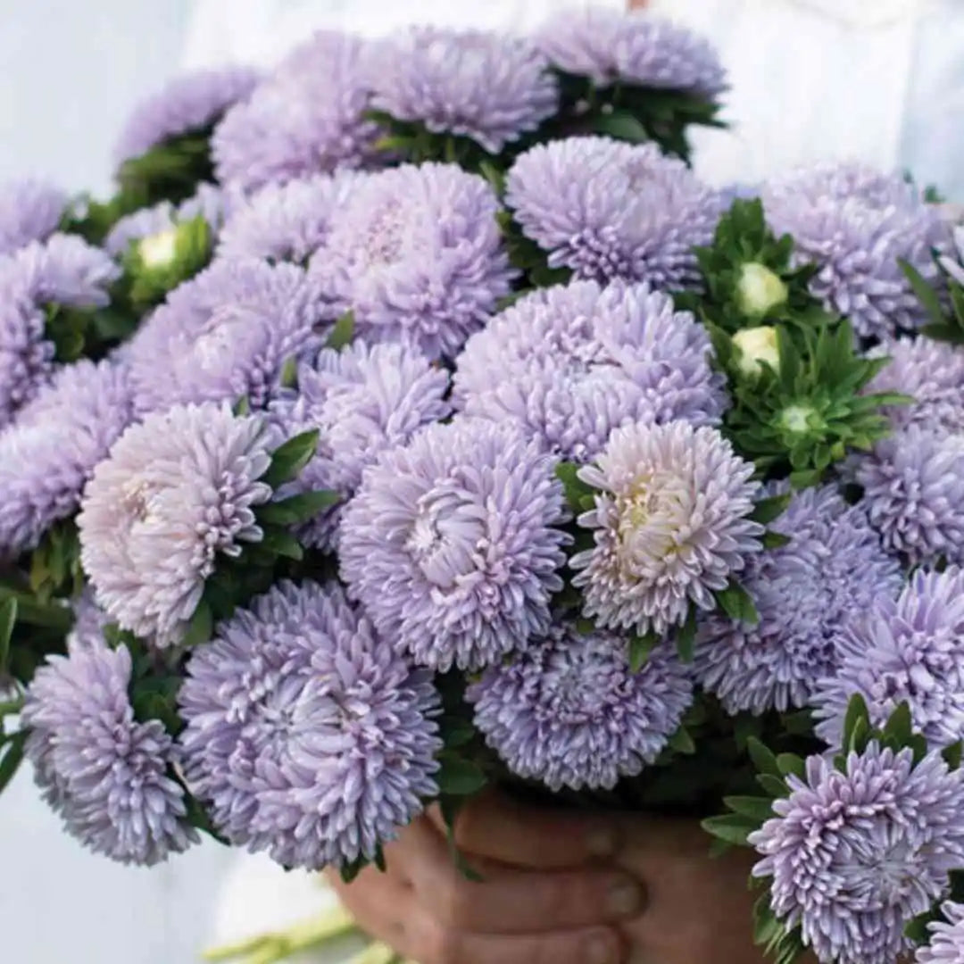 Aster - King Size Lady Lavender - Circle Farms seeds