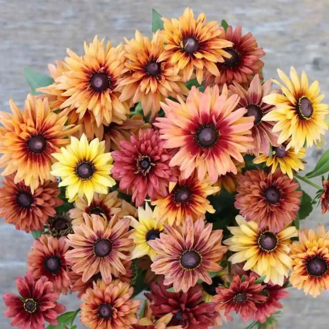 Rudbeckia Seeds - Sahara Mix