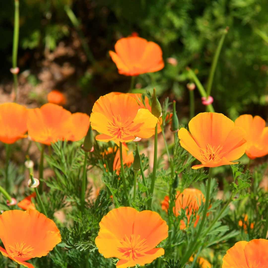 Orange Poppies