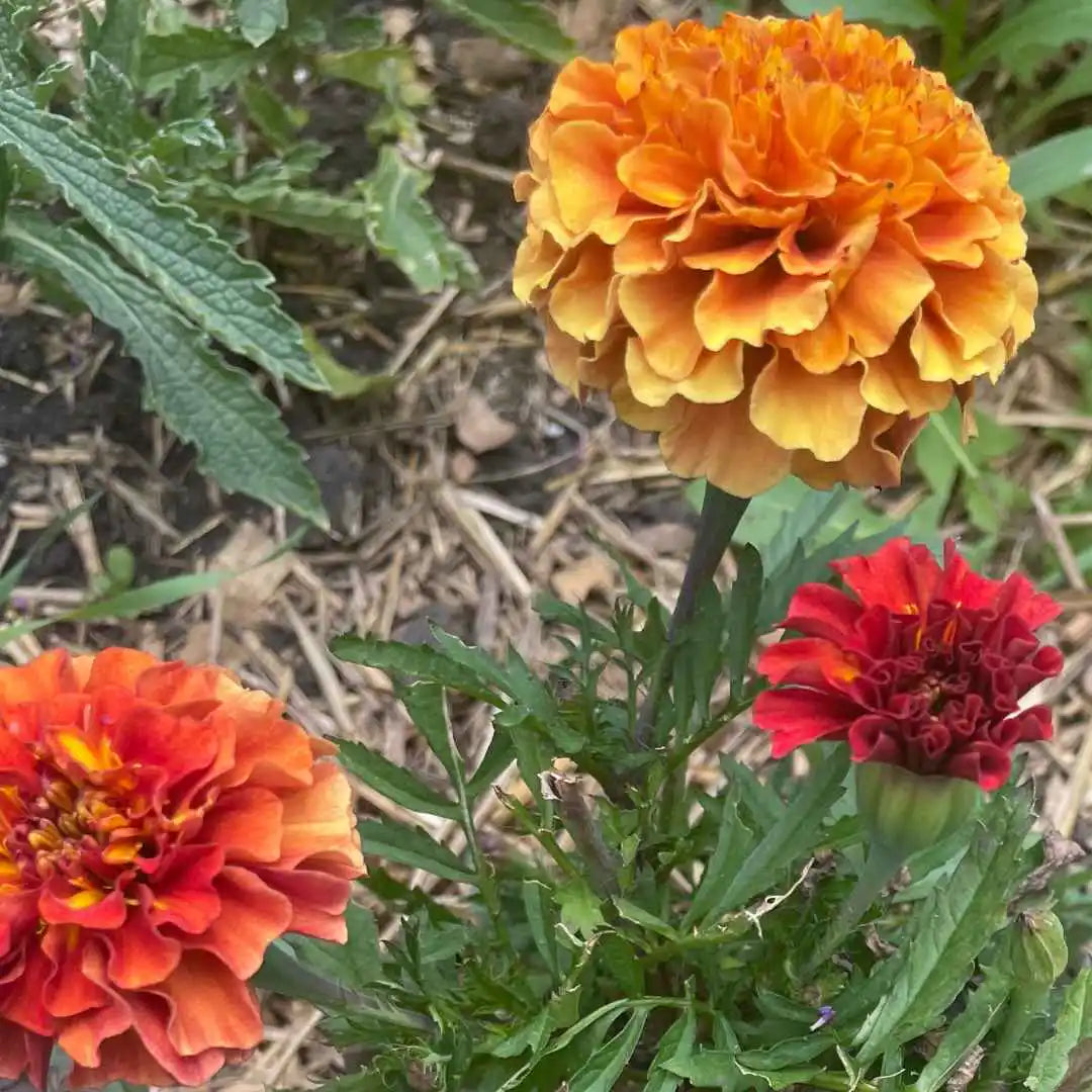 Marigold Seeds - Strawberry Blonde
