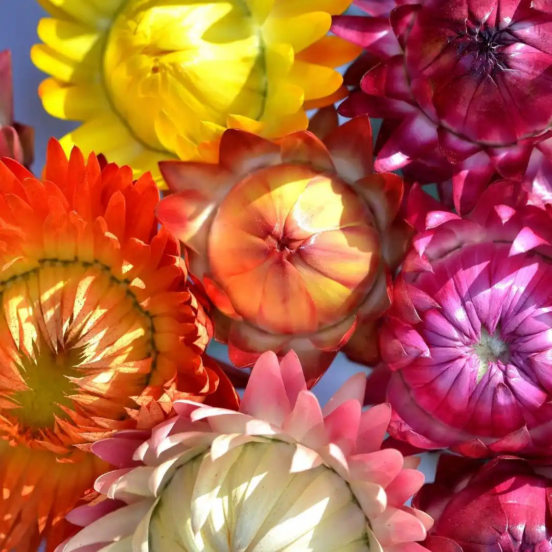 Strawflower Seeds - Swiss Giant Everlasting Mixed