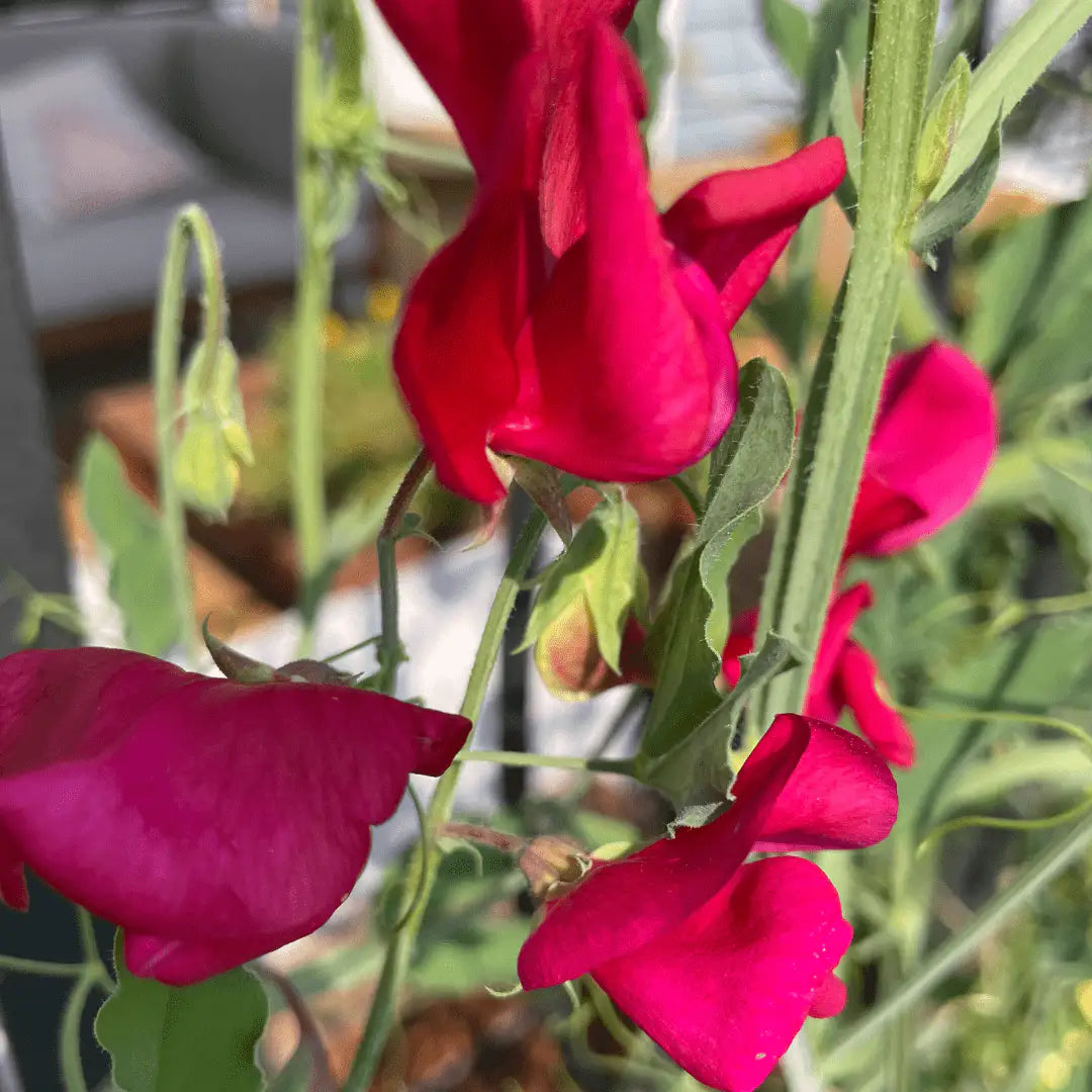 Sweet Pea Seeds - High Scent & Pink Mix