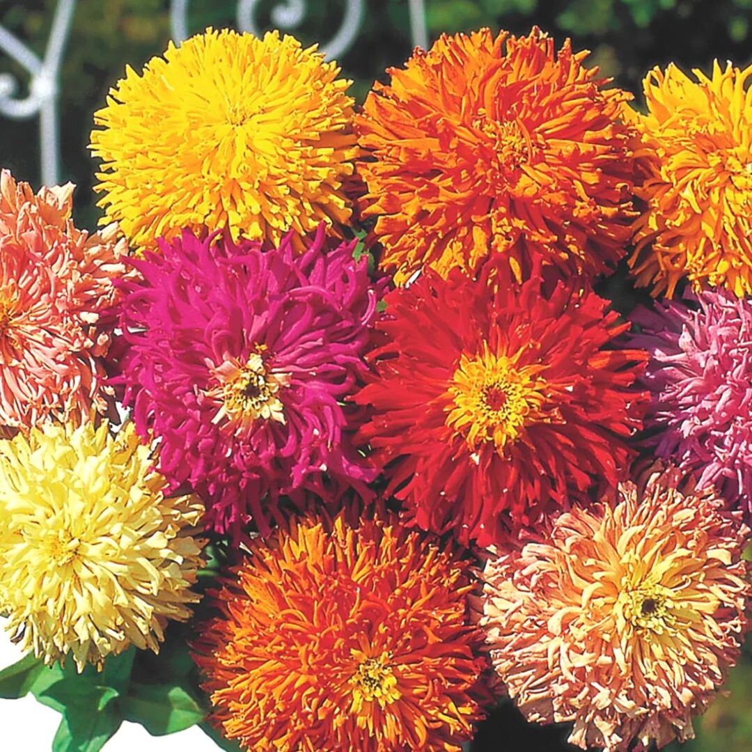 Zinnia Giant Benary & Cactus Mix Seeds Online Canada Circle Farms