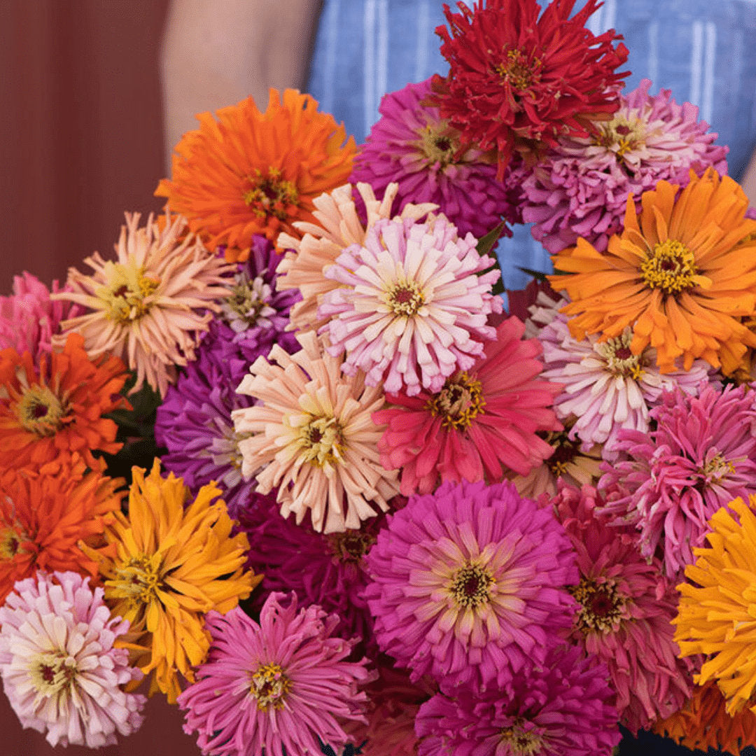 Zinnia Seeds - Cactus Hybrid Mix