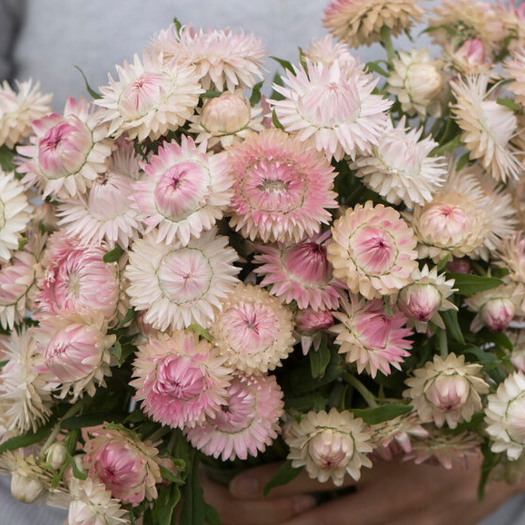 Strawflower Seeds - Swiss Giant Silvery Rose