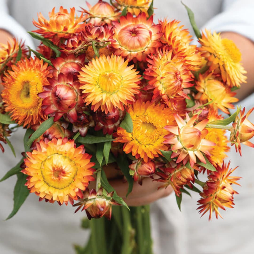 Strawflower Seeds - King-Size Orange