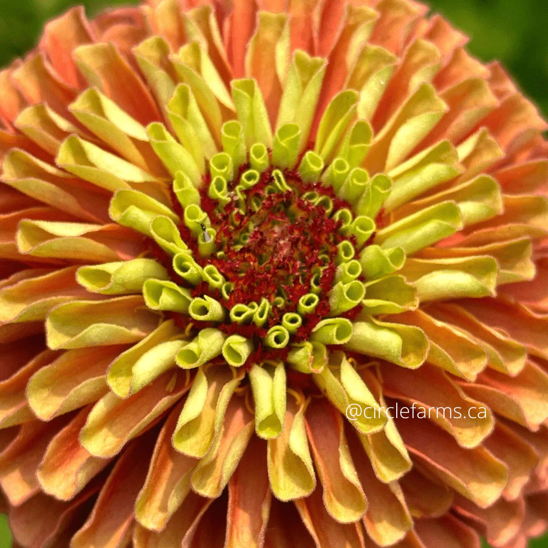 Zinnia Seeds - Queen Lime Orange