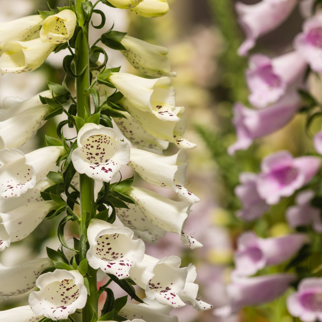 Foxglove Seeds Perennial Flower Seeds Online Canada Circle Farms