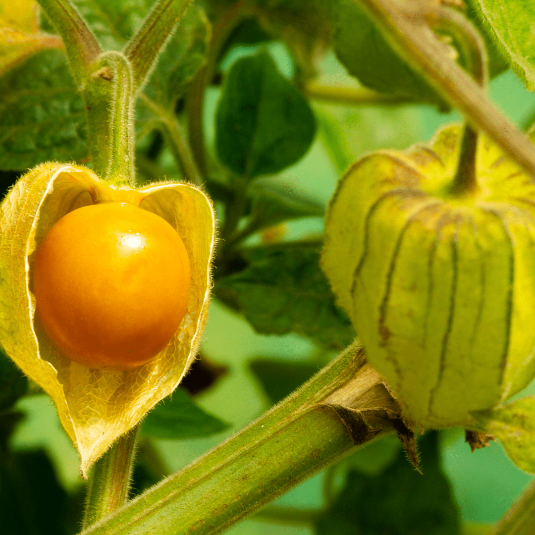 Ground Cherry - Aunt Molly's