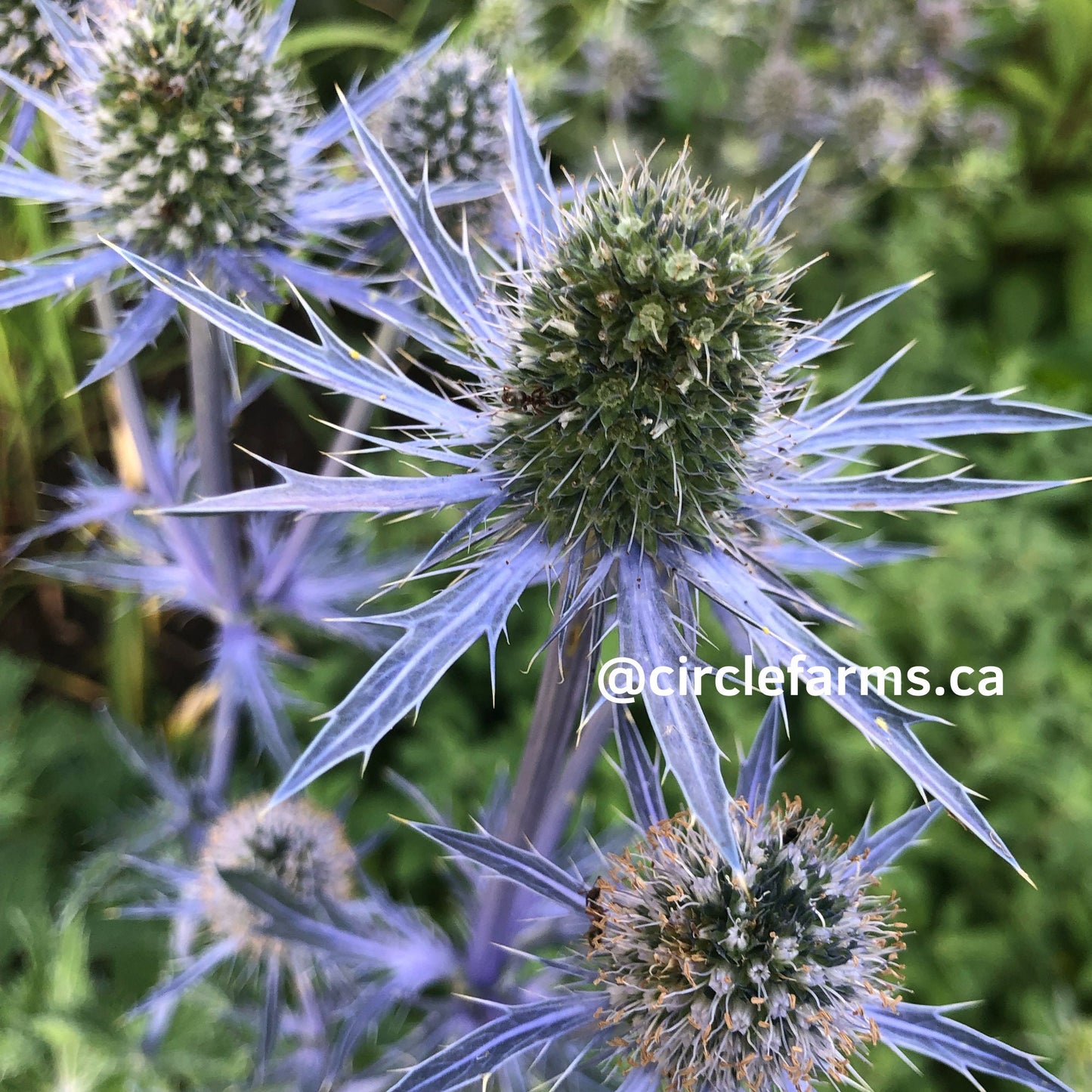 Sea Holly - Blue
