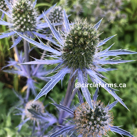 Sea Holly - Blue