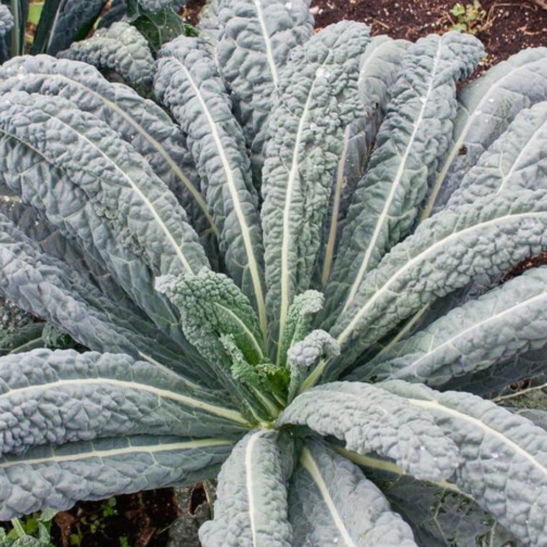 Kale - Lacinato (Dinosaur Kale)