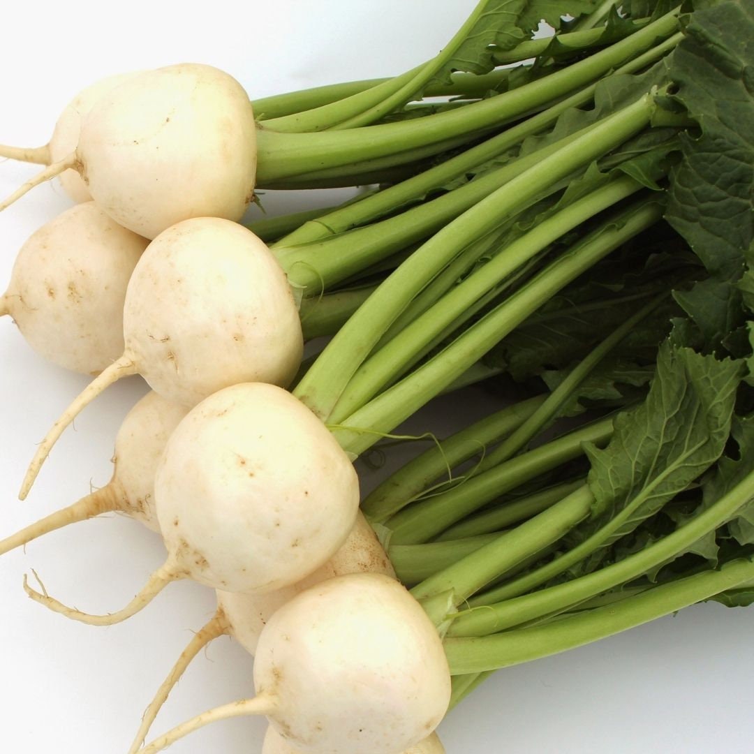 White Turnip Seeds Hakurei Turnips Circle Farms Canada