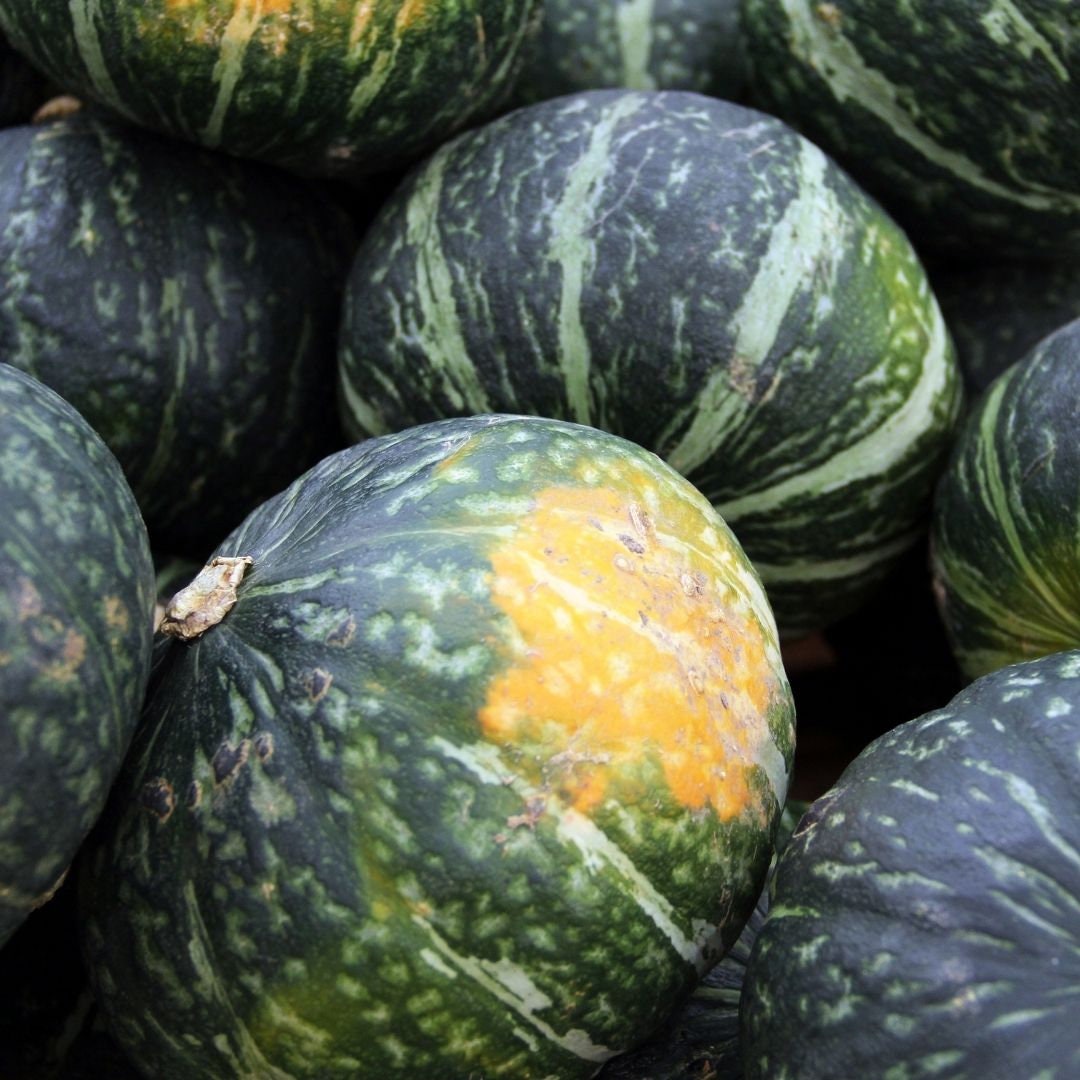Kabocha Squash - Sweet Mama - Japanese Pumpkin