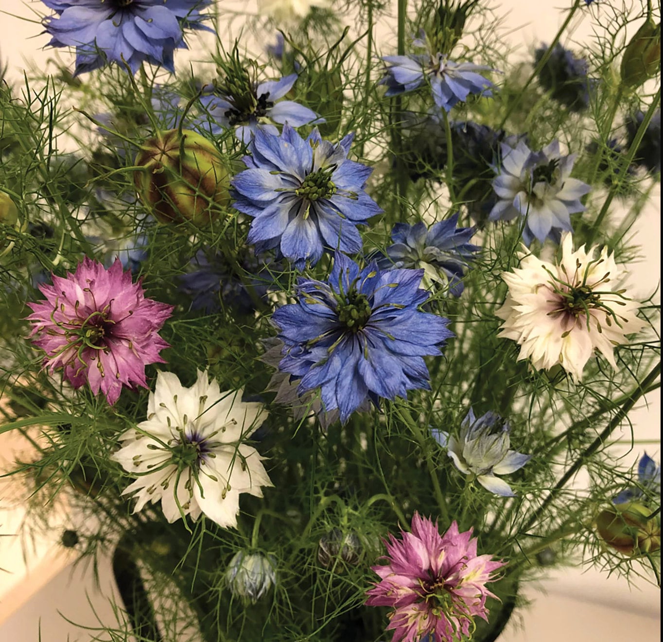 Nigella - Love in a Mist (Miss Jekyll Mix)