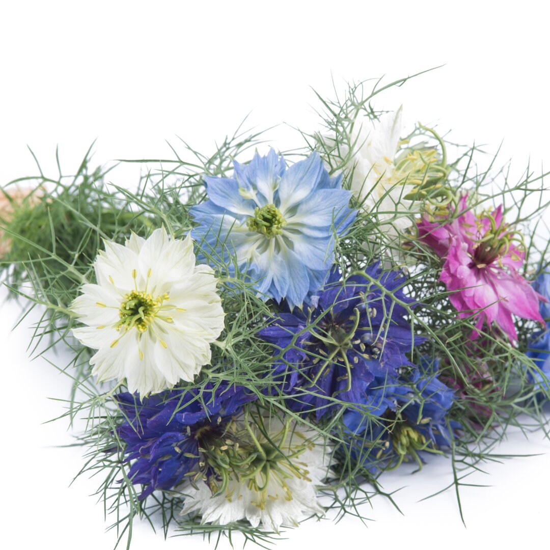 Nigella - Love in a Mist (Miss Jekyll Mix)