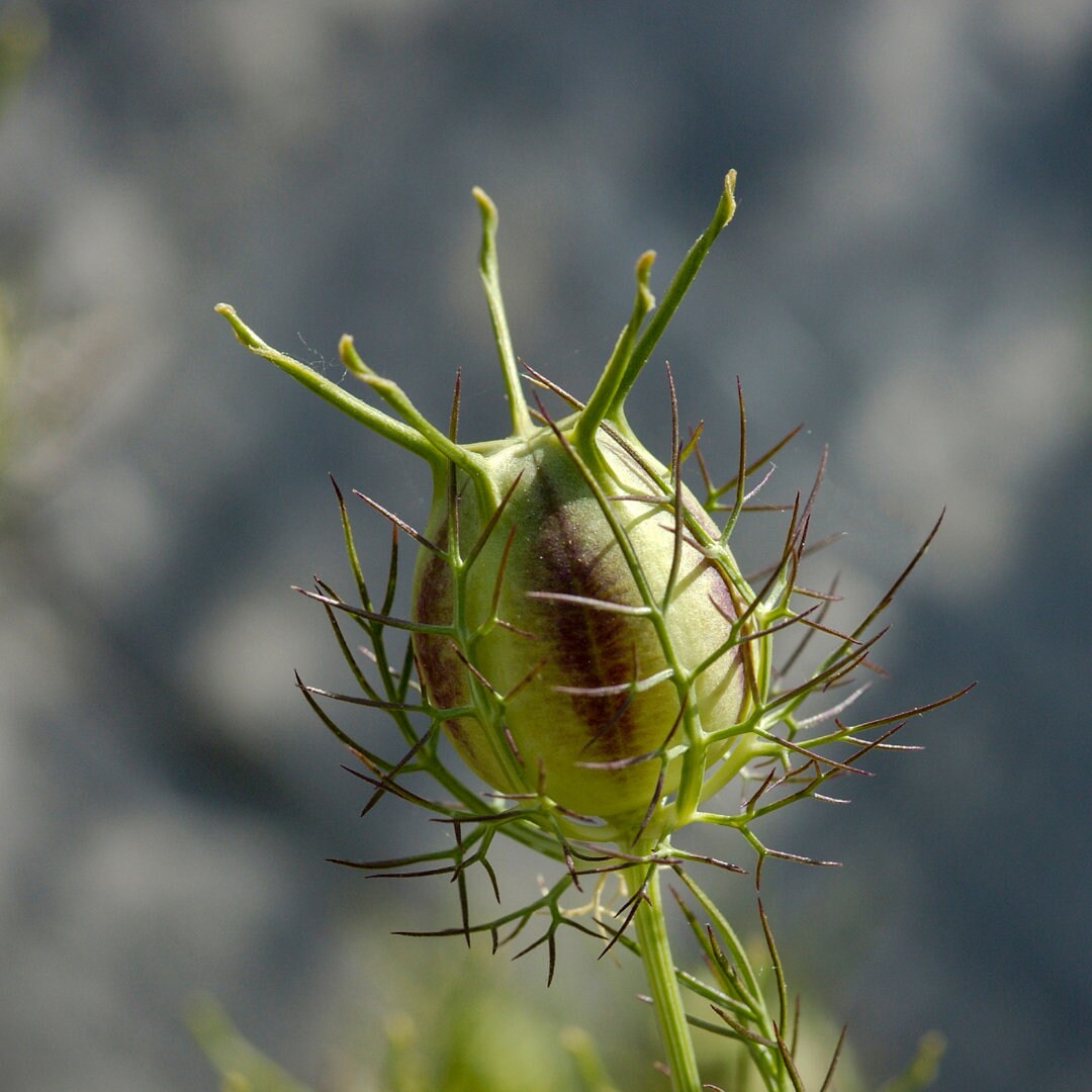 Nigella - Love in a Mist (Miss Jekyll Mix)