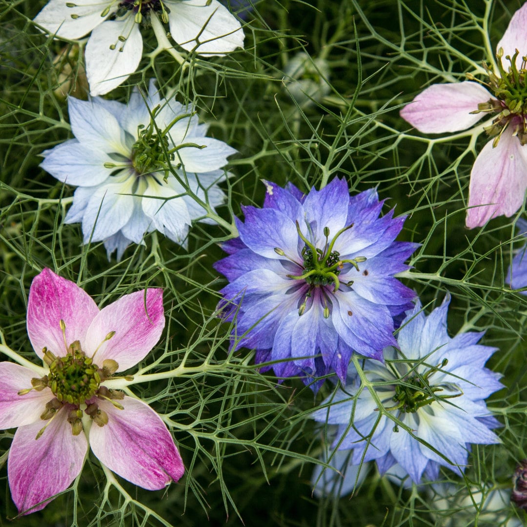 Nigella - Love in a Mist (Miss Jekyll Mix)