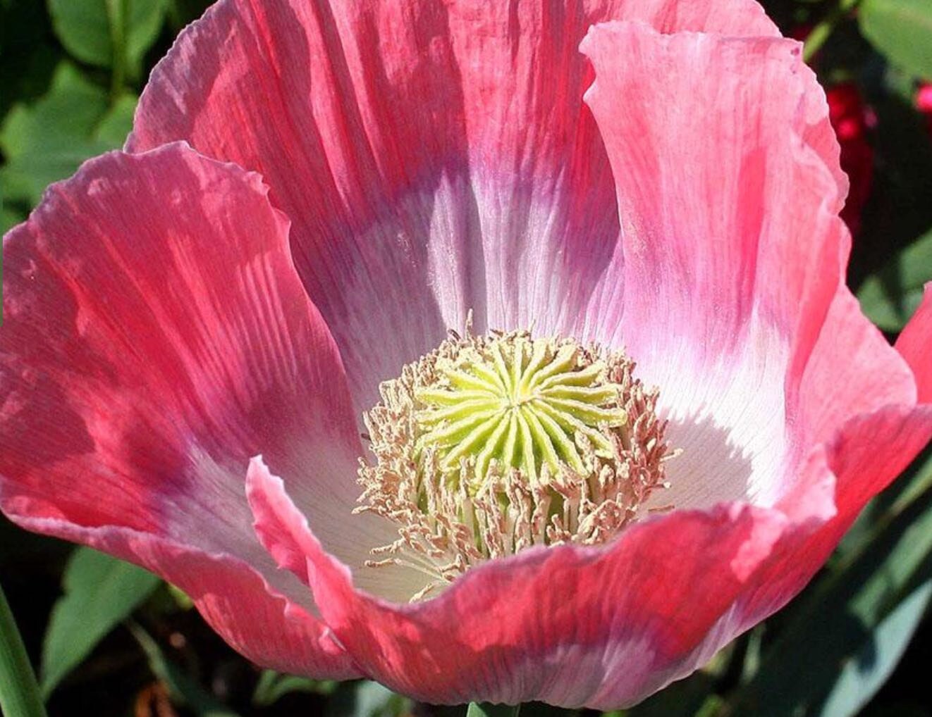 Poppy Seeds - Giganthemum