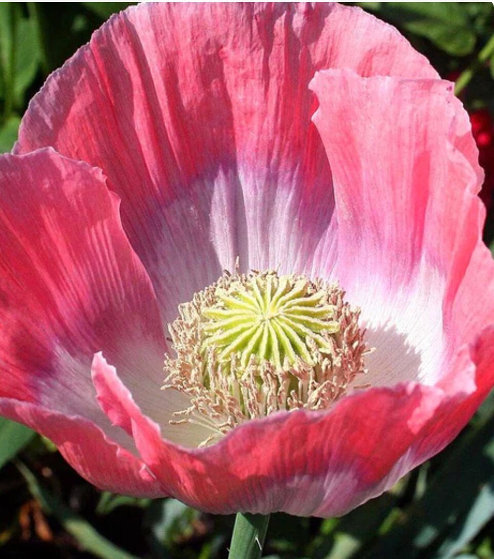 Poppy Seeds - Giganthemum