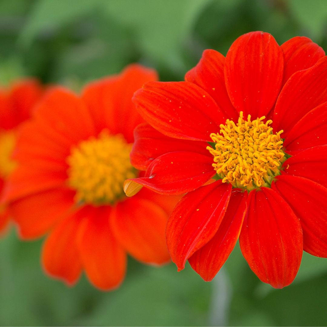 Sunflower - Mexican