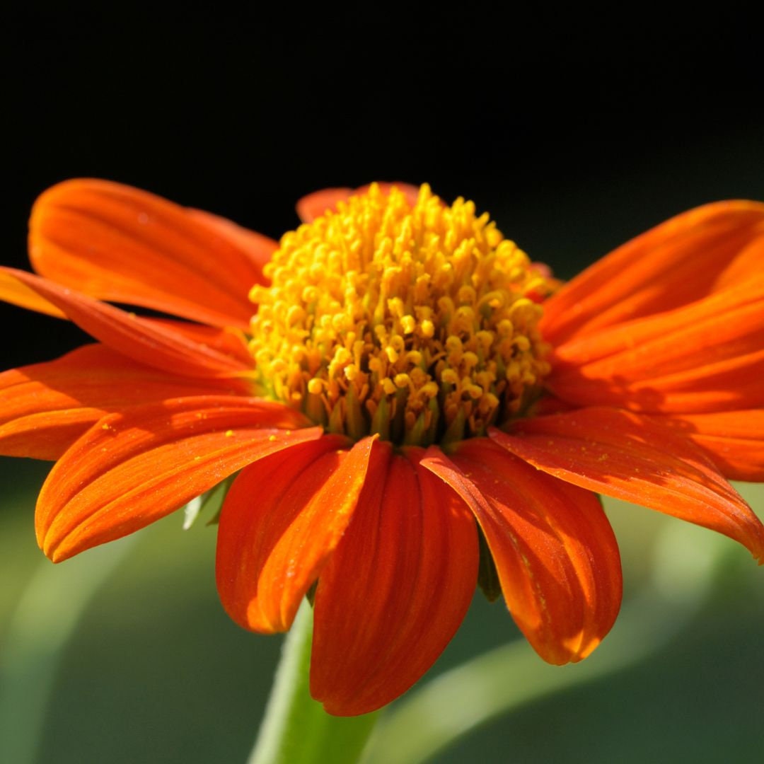 Sunflower - Mexican