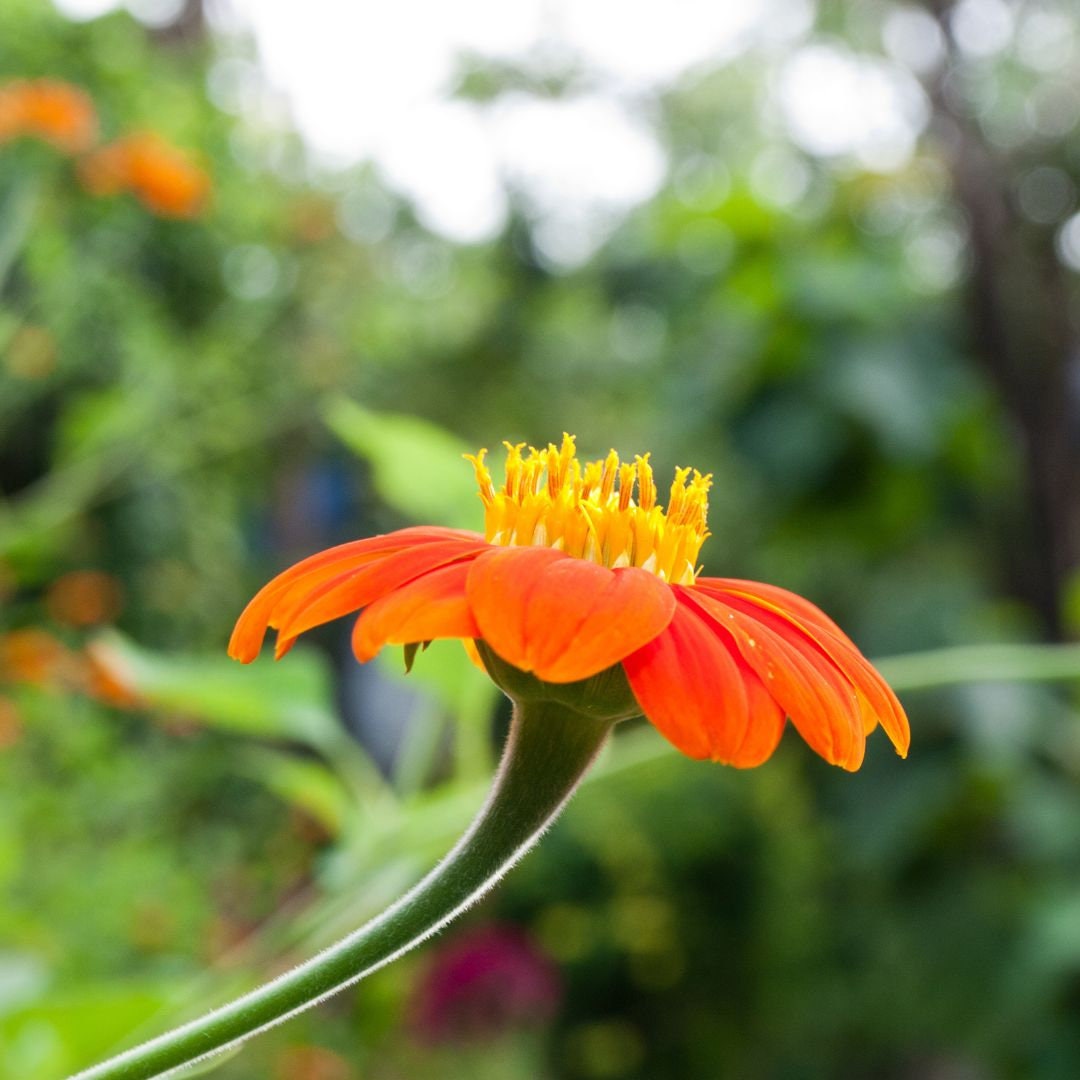 Sunflower - Mexican